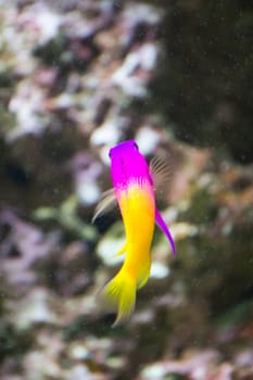 A Goldfish in an aquarium in Europe