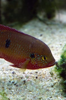A Goldfish in an aquarium in Europe
