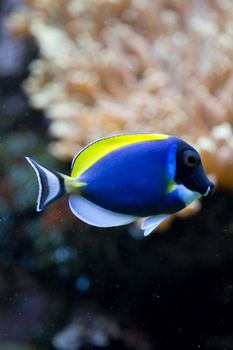 A Goldfish in an aquarium in Europe