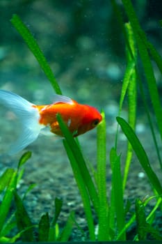 A Goldfish in an aquarium in Europe