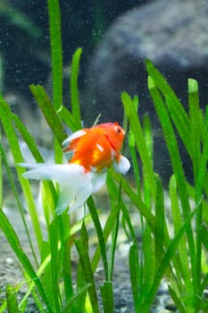 A Goldfish in an aquarium in Europe