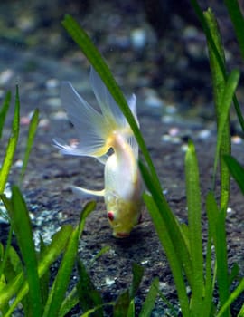 A Goldfish in an aquarium in Europe