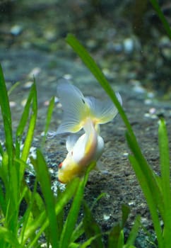A Goldfish in an aquarium in Europe
