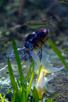 A Goldfish in an aquarium in Europe