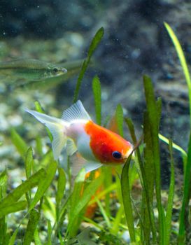 A Goldfish in an aquarium in Europe