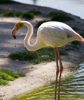 Flamingos at the lakeside in Europe