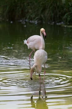 Flamingos at the lakeside in Europe