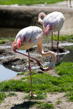 Flamingos at the lakeside in Europe