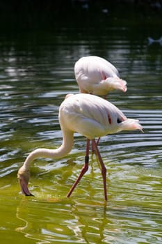 Flamingos at the lakeside in Europe