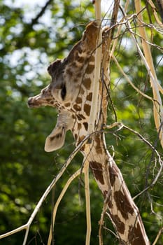 A Giraffe eating from a tall branch
