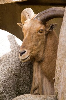 A Goat resting at the mountain summit