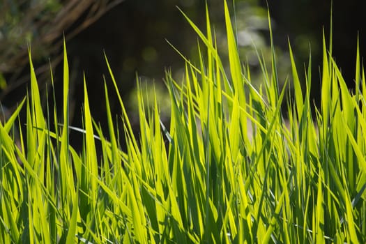 Blades of Grass illuminated by the Summer Sun