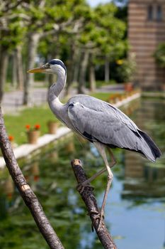 A Heron by the Lakeside in Summer