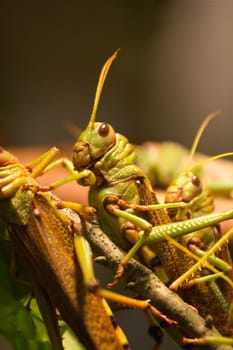 A Grasshopper pauses on a branch