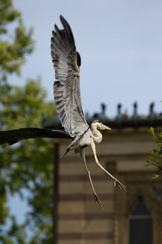 A Heron by the Lakeside in Summer