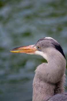A Heron by the Lakeside in Summer
