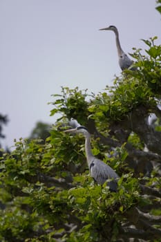A Heron by the Lakeside in Summer