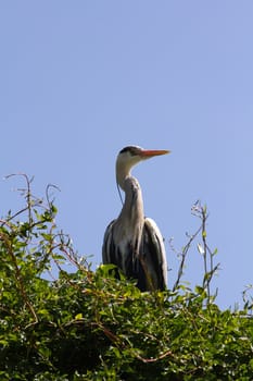 A Heron by the Lakeside in Summer