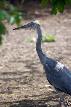 A Heron by the Lakeside in Summer