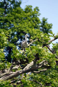 A Heron by the Lakeside in Summer