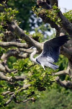 A Heron by the Lakeside in Summer