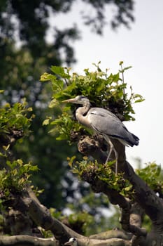A Heron by the Lakeside in Summer