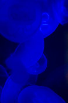 Jellyfish swimming with a blue glow