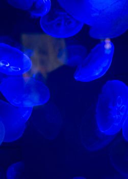 Jellyfish swimming with a blue glow