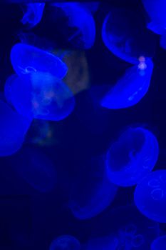Jellyfish swimming with a blue glow
