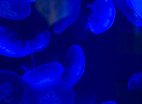Jellyfish swimming with a blue glow
