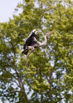 A Heron by the Lakeside in Summer