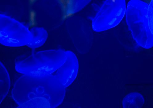 Jellyfish swimming with a blue glow