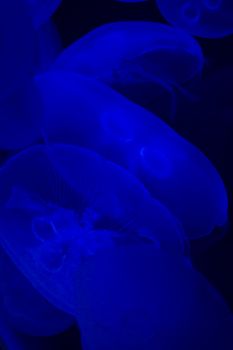 Jellyfish swimming with a blue glow