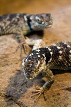 Lizards basking in the warm summer evening