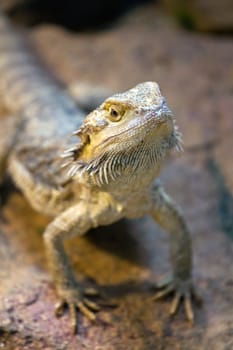 Lizards basking in the warm summer evening
