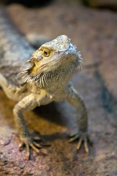 Lizards basking in the warm summer evening