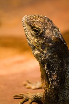 Lizards basking in the warm summer evening