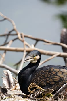 A Bird Nest by the Lakeside