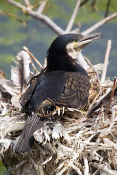A Bird Nest by the Lakeside