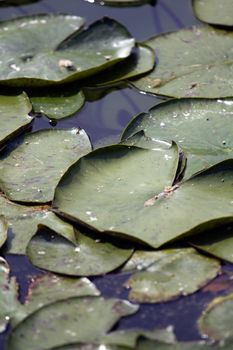 Water Lillies in a Pond before flowering
