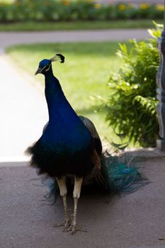 A male Peacock in the Summer Garden