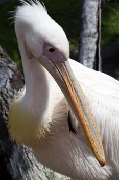 Pelicans cooling off at the lakeside in summer