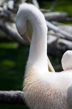 Pelicans cooling off at the lakeside in summer