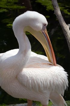 Pelicans cooling off at the lakeside in summer