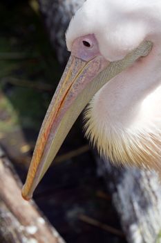 Pelicans cooling off at the lakeside in summer