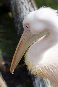 Pelicans cooling off at the lakeside in summer