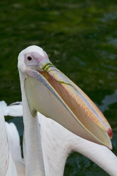 Pelicans cooling off at the lakeside in summer