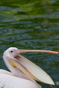 Pelicans cooling off at the lakeside in summer