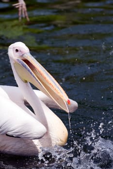 Pelicans cooling off at the lakeside in summer