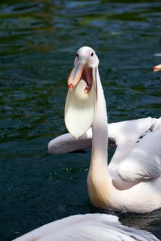 Pelicans cooling off at the lakeside in summer